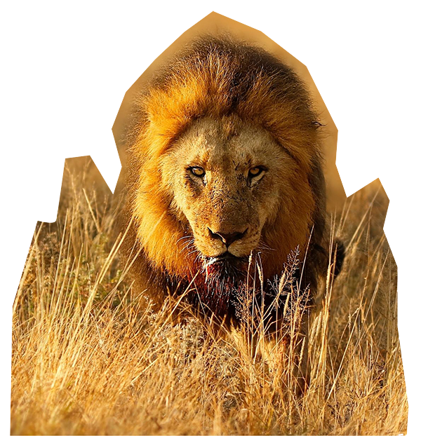 AFRICAN-BRAND-COMPANY-IMAGE-24